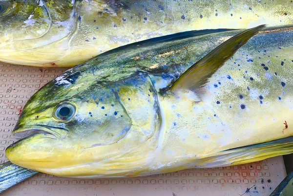 Quelle est la différence entre certification et diplôme ?